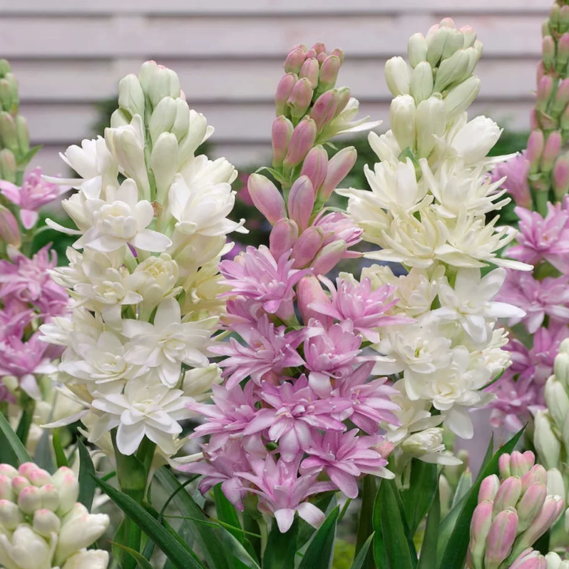 🌺Double Perfume Tuberose Bulbs—Moon Garden Flower
