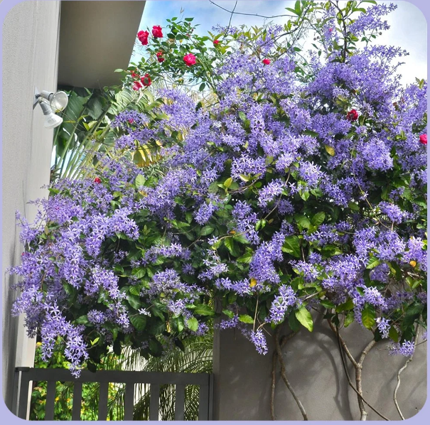 💙🩵Blue Flower Vine - Dreamy Blue and Purple Waterfall