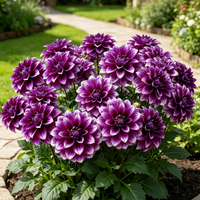 Royal Plum Edge