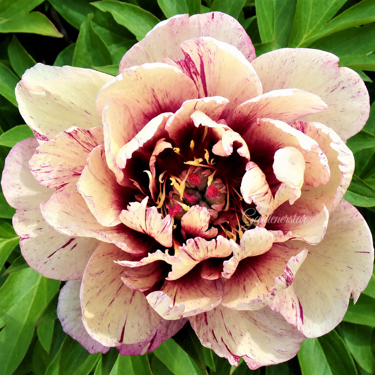 🌸 Rare Climbing Peony Bulbs🪴Big Full Blooms, Cold Hardy Perennial, Easy to Grow Garden Favorite