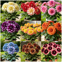 Color Dahlia Mix🔥