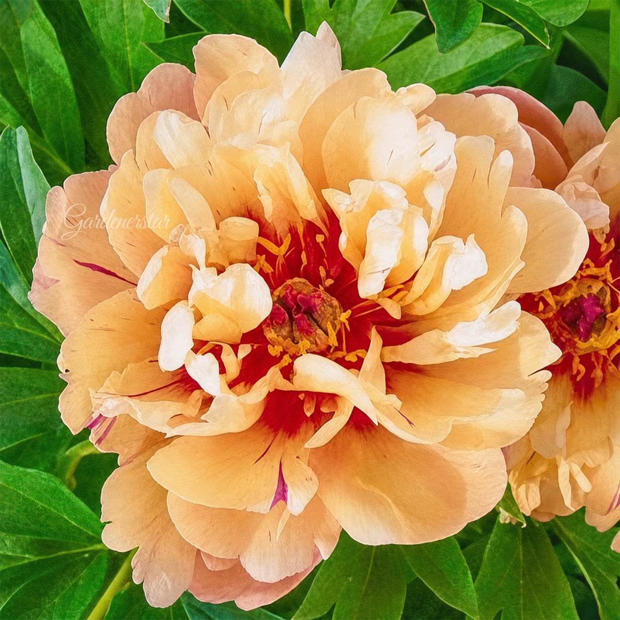 🌸 Rare Climbing Peony Bulbs🪴Big Full Blooms, Cold Hardy Perennial, Easy to Grow Garden Favorite