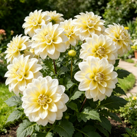 Ivory Silk Bloom