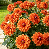 Tangerine Flame
