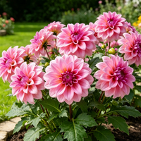 Pink Sugar Puff