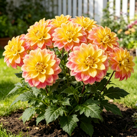 Solar Bloom