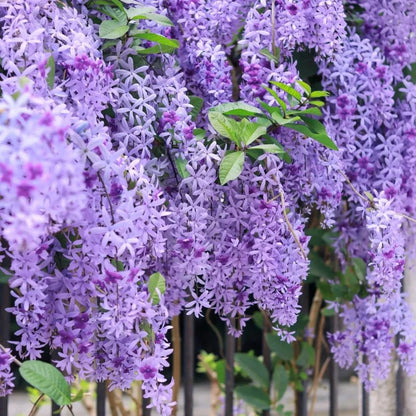 💙🩵Blue Flower Vine - Dreamy Blue and Purple Waterfall