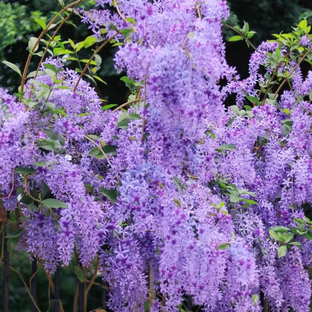 💙🩵Blue Flower Vine - Dreamy Blue and Purple Waterfall