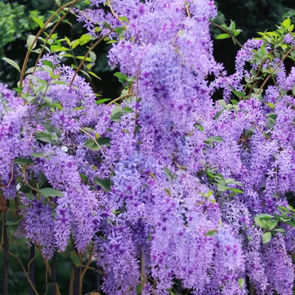 💙🩵Blue Flower Vine - Dreamy Blue and Purple Waterfall