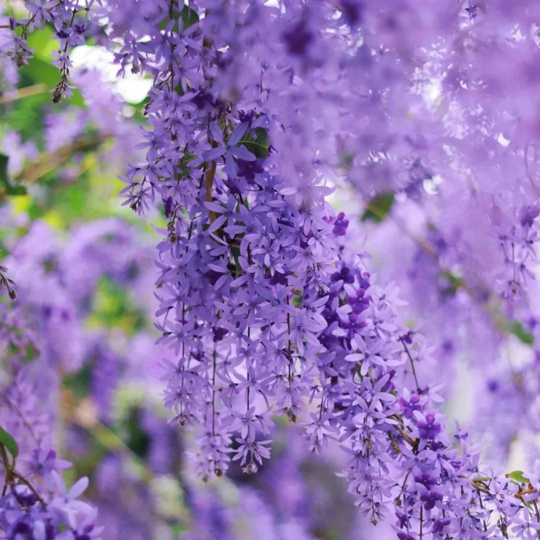 💙🩵Blue Flower Vine - Dreamy Blue and Purple Waterfall
