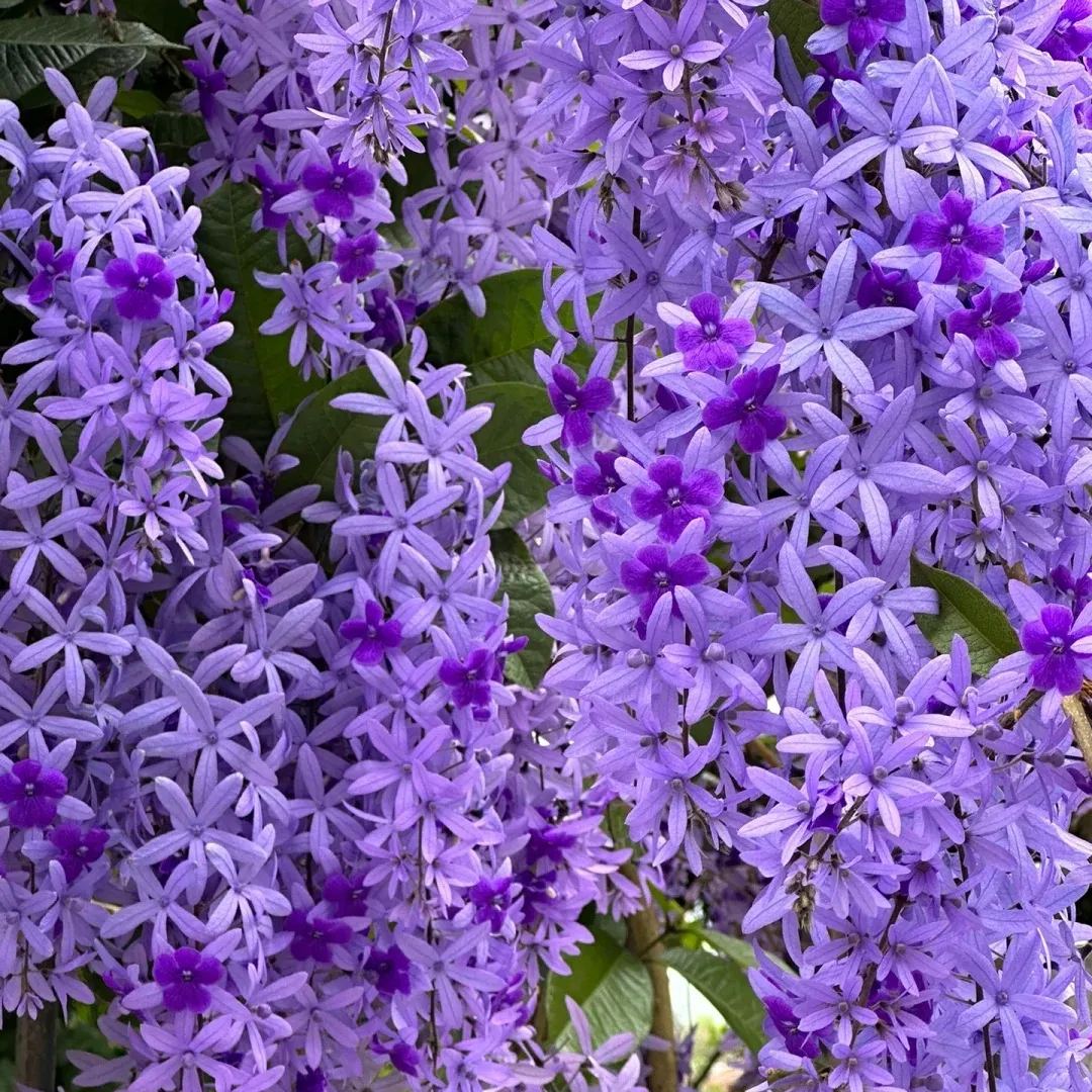 💙🩵Blue Flower Vine - Dreamy Blue and Purple Waterfall