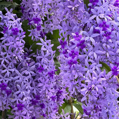 💙🩵Blue Flower Vine - Dreamy Blue and Purple Waterfall
