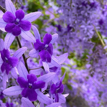 💙🩵Blue Flower Vine - Dreamy Blue and Purple Waterfall