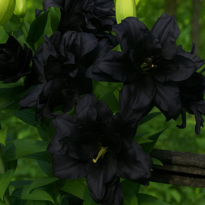 Double-petaled bicolor fragrant lily Bulbs—Fresh and Sweet