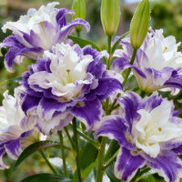 🔥🔥Bicolor Purple