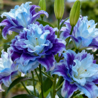 🔥Purple Blue