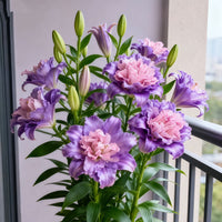 🔥Purple Pink