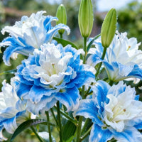 🔥🔥Bicolor Blue